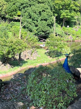 伊豆シャボテン動物公園に投稿された画像（2022/8/10）