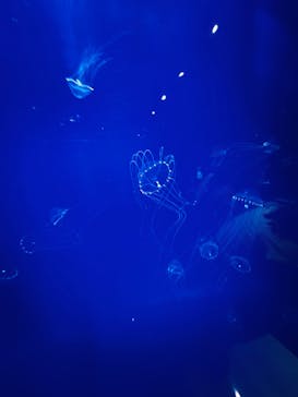 新江ノ島水族館に投稿された画像（2022/8/10）