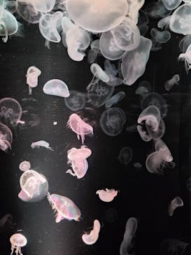 京都水族館に投稿された画像（2022/8/10）