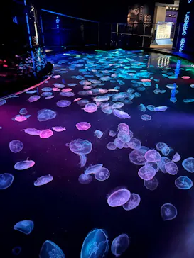 すみだ水族館に投稿された画像（2022/8/10）