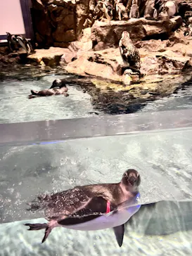 すみだ水族館に投稿された画像（2022/8/10）