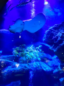 すみだ水族館に投稿された画像（2022/8/10）