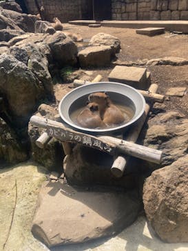 伊豆シャボテン動物公園に投稿された画像（2022/8/10）