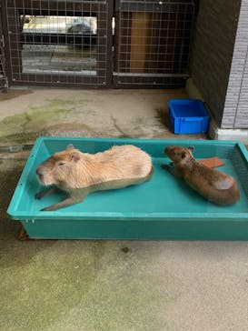 淡路ファームパーク イングランドの丘に投稿された画像（2022/8/10）