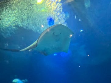 アクアワールド茨城県大洗水族館に投稿された画像（2022/8/10）