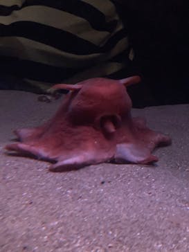 環境水族館アクアマリンふくしまに投稿された画像（2022/8/10）