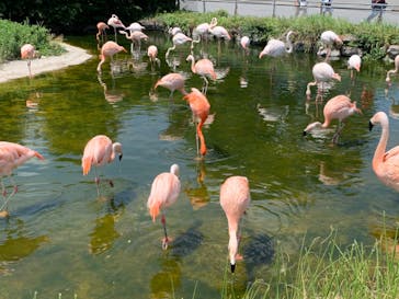 東武動物公園に投稿された画像（2022/8/10）