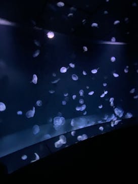 サンシャイン水族館に投稿された画像（2022/8/10）