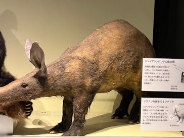 国立科学博物館に投稿された画像（2022/8/10）