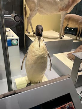 国立科学博物館に投稿された画像（2022/8/10）