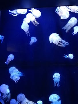 沖縄美ら海水族館に投稿された画像（2022/8/10）