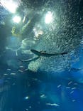 アクアワールド茨城県大洗水族館に投稿された画像（2022/8/10）