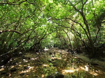 西表島 ADVENTURE PiPi（アドベンチャーピピ）に投稿された画像（2022/8/10）