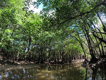 西表島 ADVENTURE PiPi（アドベンチャーピピ）に投稿された画像（2022/8/10）