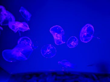 名古屋港水族館に投稿された画像（2022/8/10）