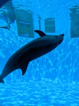 名古屋港水族館に投稿された画像（2022/8/10）