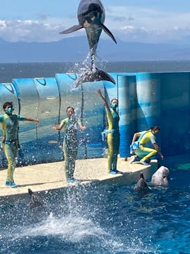 新江ノ島水族館に投稿された画像（2022/8/10）