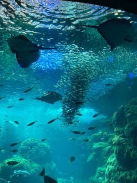 新江ノ島水族館に投稿された画像（2022/8/10）