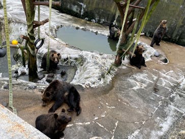 のぼりべつクマ牧場に投稿された画像（2022/8/10）