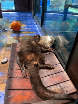 ゼロ距離水族館 伊勢シーパラダイスに投稿された画像（2022/8/10）