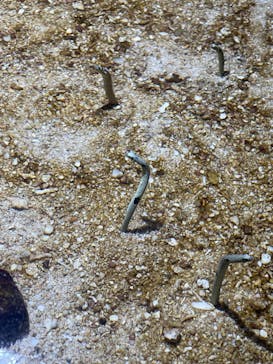ゼロ距離水族館 伊勢シーパラダイスに投稿された画像（2022/8/10）