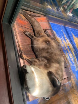 ゼロ距離水族館 伊勢シーパラダイスに投稿された画像（2022/8/10）