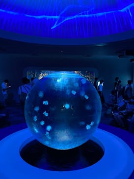 新江ノ島水族館に投稿された画像（2022/8/10）