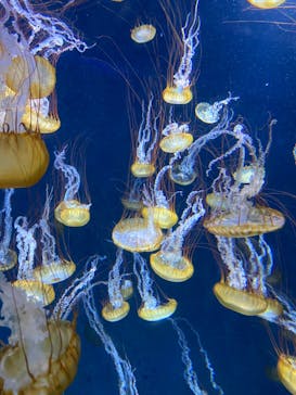 新江ノ島水族館に投稿された画像（2022/8/10）