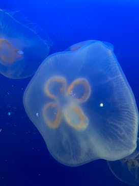 新江ノ島水族館に投稿された画像（2022/8/10）