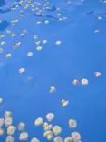 日本モンキーパークに投稿された画像（2022/8/10）