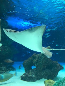 サンシャイン水族館に投稿された画像（2022/8/10）