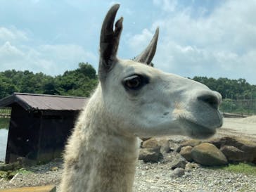 那須サファリパークに投稿された画像（2022/8/10）