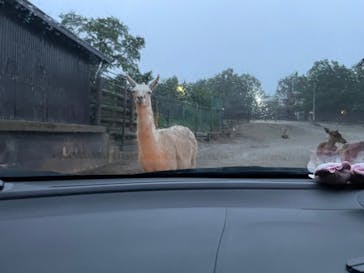 那須サファリパークに投稿された画像（2022/8/10）