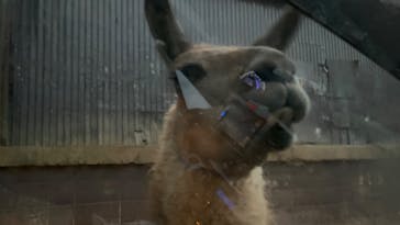 那須サファリパークに投稿された画像（2022/8/10）