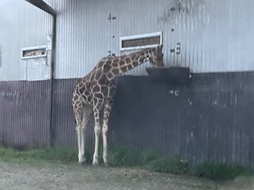 那須サファリパークに投稿された画像（2022/8/10）