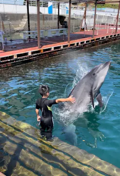 うみたま体験パーク 「つくみイルカ島」に投稿された画像（2022/8/10）