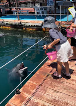 うみたま体験パーク 「つくみイルカ島」に投稿された画像（2022/8/10）