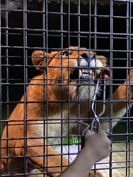 那須サファリパークに投稿された画像（2022/8/10）