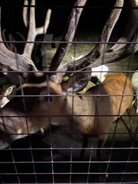 那須サファリパークに投稿された画像（2022/8/10）