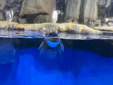 仙台うみの杜水族館に投稿された画像（2022/8/10）