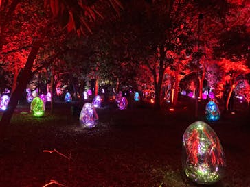 チームラボ ボタニカルガーデン 大阪に投稿された画像（2022/8/10）