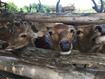 群馬サファリパークに投稿された画像（2022/8/10）