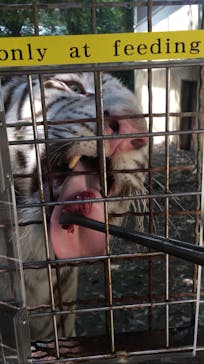 群馬サファリパークに投稿された画像（2022/8/10）