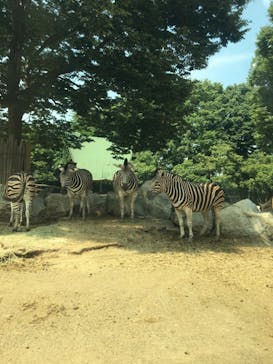 群馬サファリパークに投稿された画像（2022/8/10）