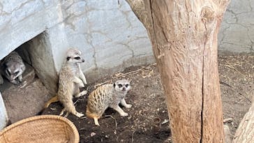 群馬サファリパークに投稿された画像（2022/8/10）