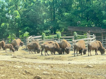 群馬サファリパークに投稿された画像（2022/8/10）