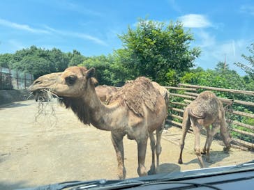 群馬サファリパークに投稿された画像（2022/8/10）