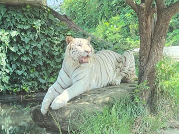 群馬サファリパークに投稿された画像（2022/8/10）