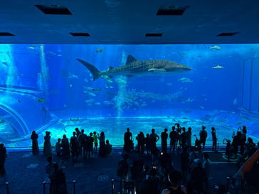 沖縄美ら海水族館に投稿された画像（2022/8/10）