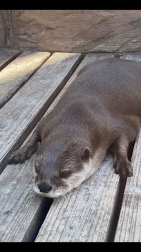 カワスイ 川崎⽔族館に投稿された画像（2022/8/11）